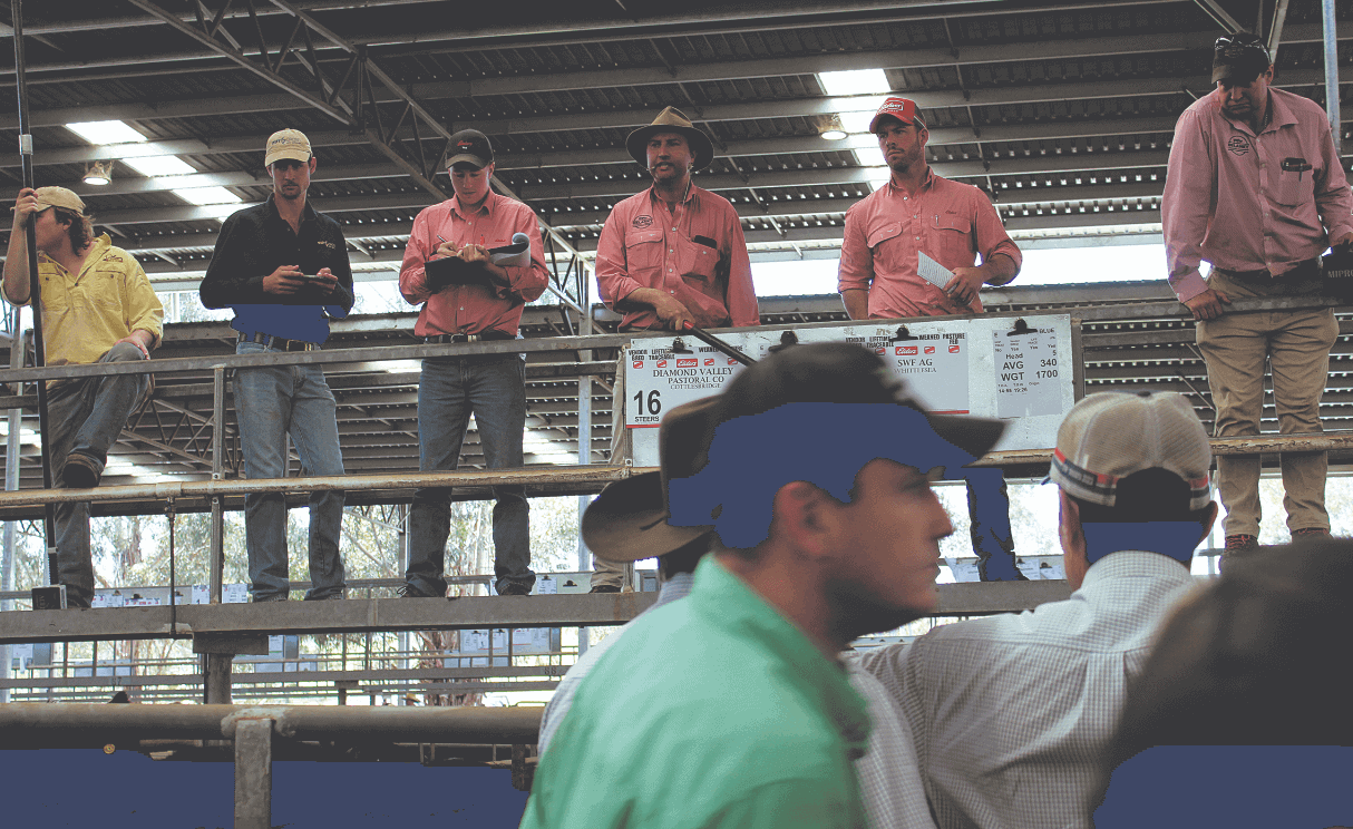 Sunny weather for cattle sales at Yea