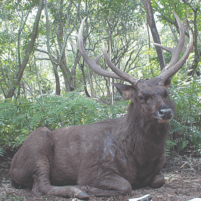 Want more national parks deer?