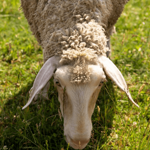 Monta-ewes versus Cow-pulets: Murrindindi Shire's agriculture industry