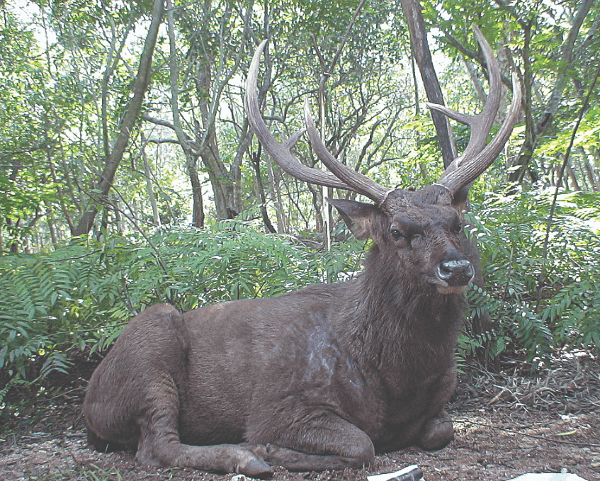 Want more national parks deer?