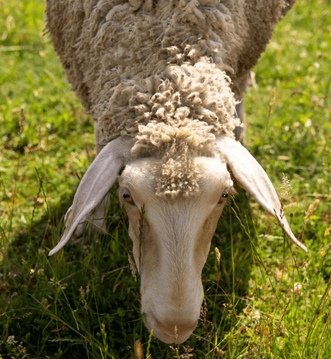 Monta-ewes versus Cow-pulets: Murrindindi Shire's agriculture industry