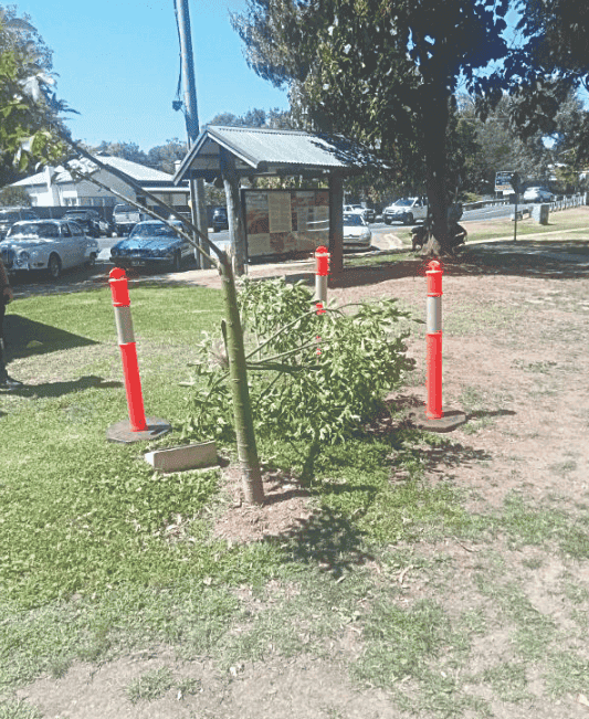 Tree destroyed in Rotary Park