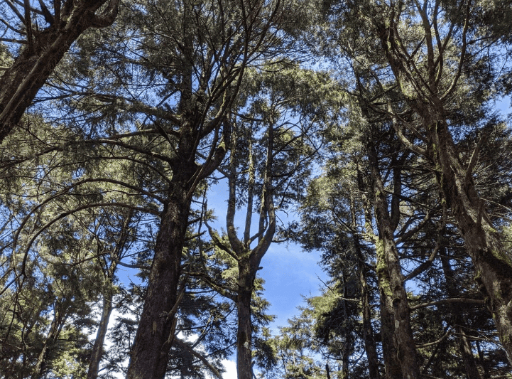 The future of the Central Highlands' forests discussed in Parliament